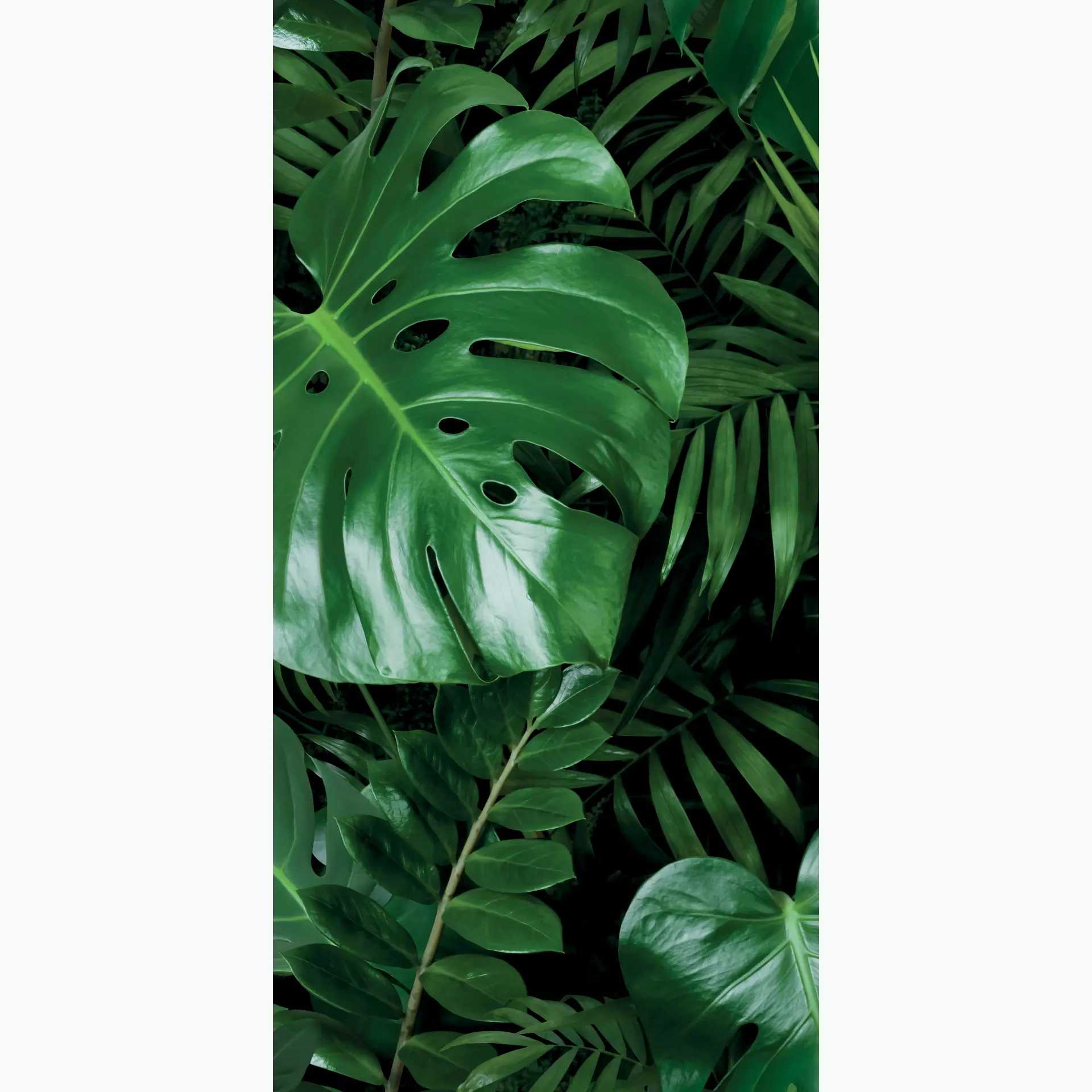 Cosmos monstera A 50/100/0,35 nat/rett.