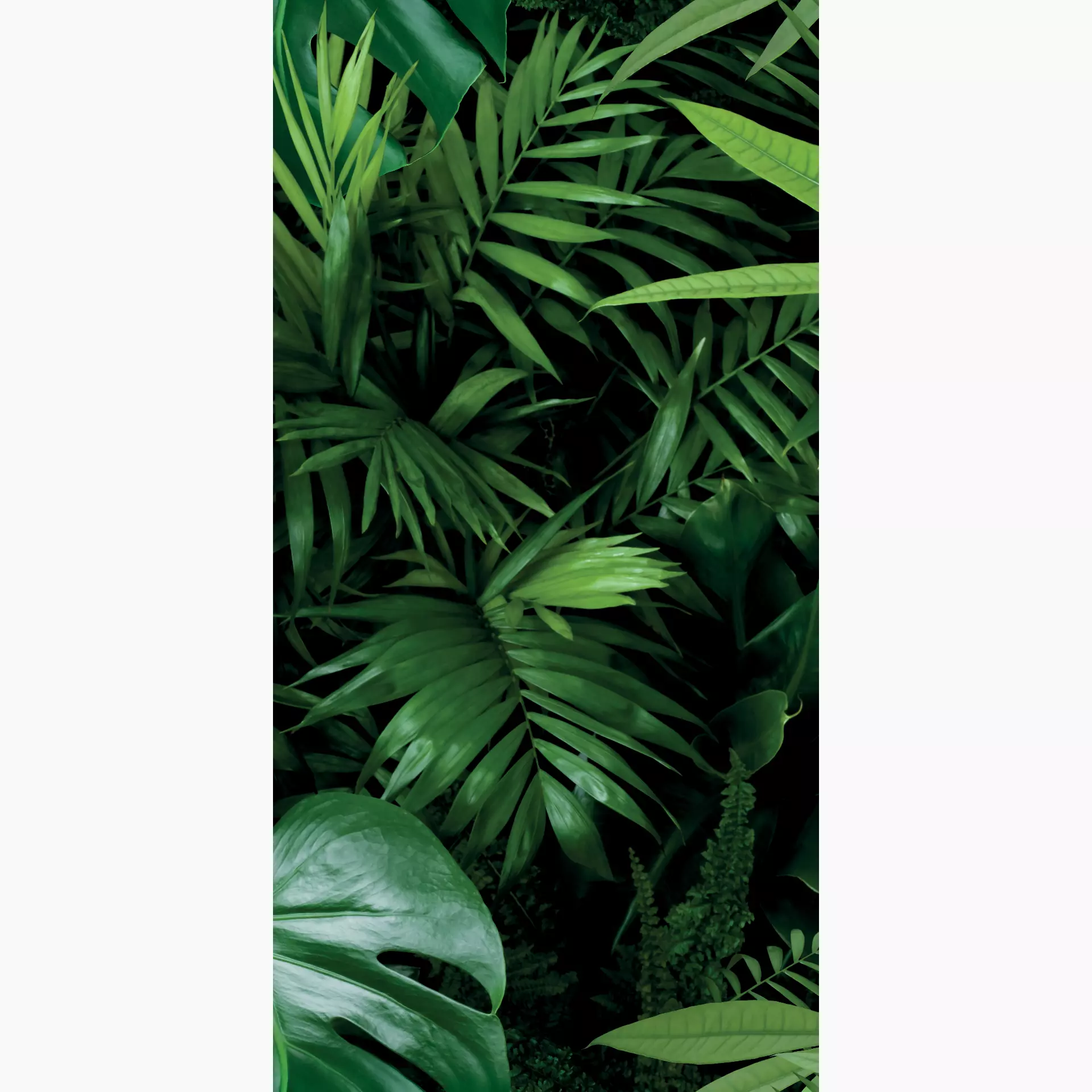 Cosmos monstera B 50/100/0,35 nat/rett.