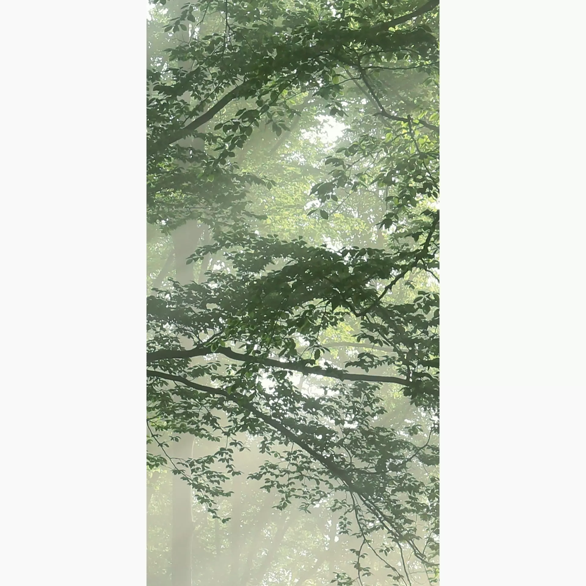 Cosmos forest B 50/100/0,35 nat/rett.