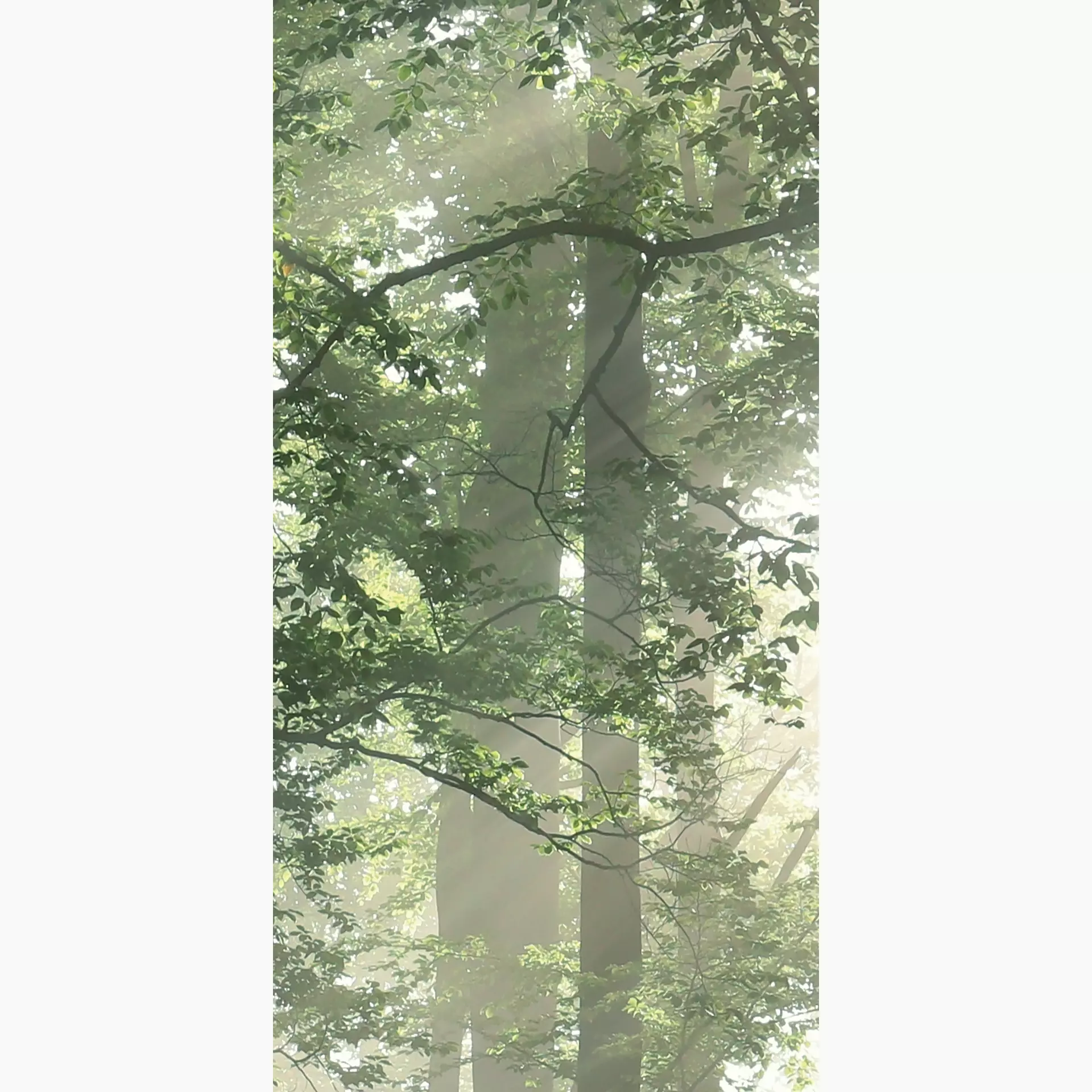 Cosmos forest C 50/100/0,35 nat/rett.