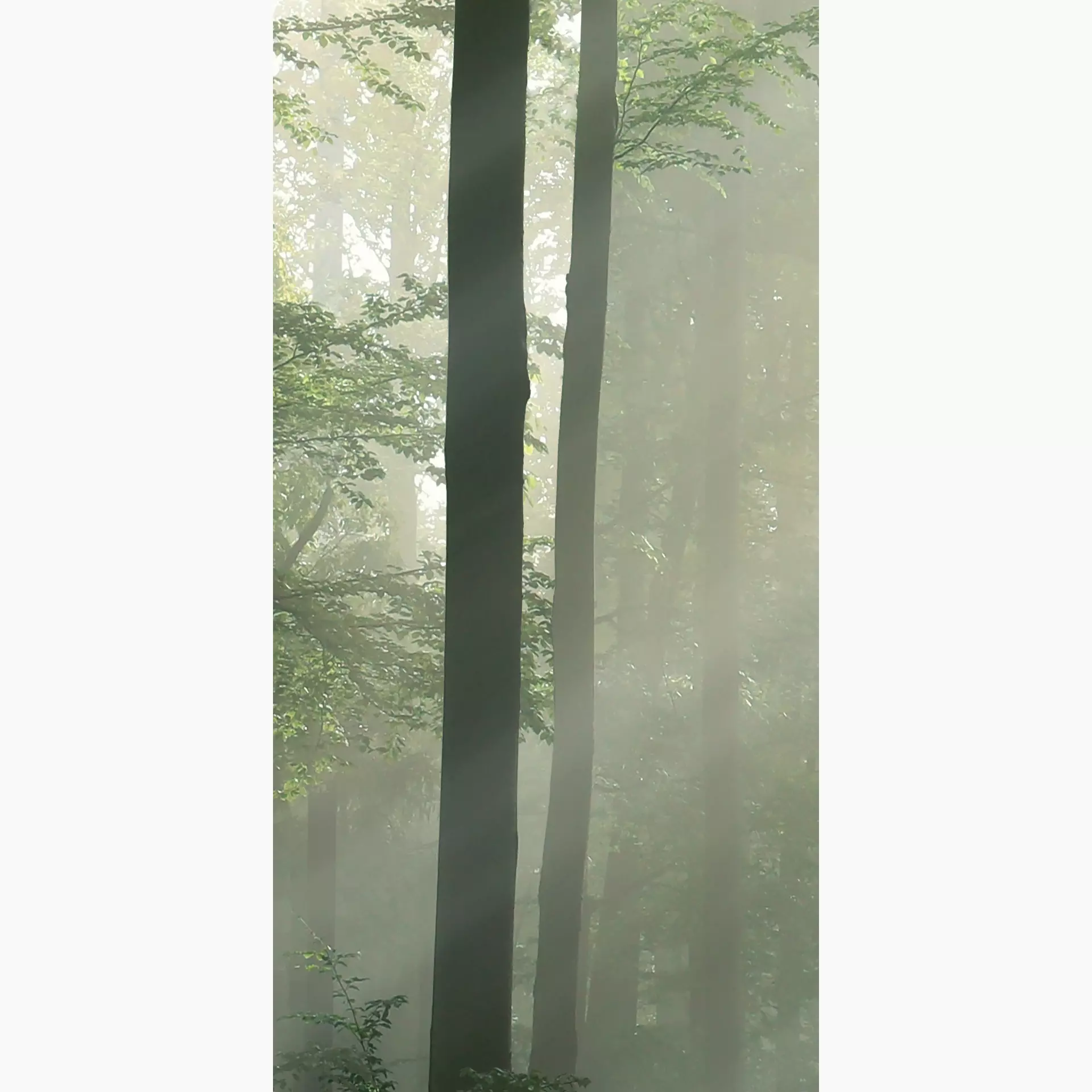 Cosmos forest D 50/100/0,35 nat/rett.