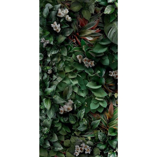 [400.046.0030] Cosmos lush B 50/100/0,35 nat/rett.