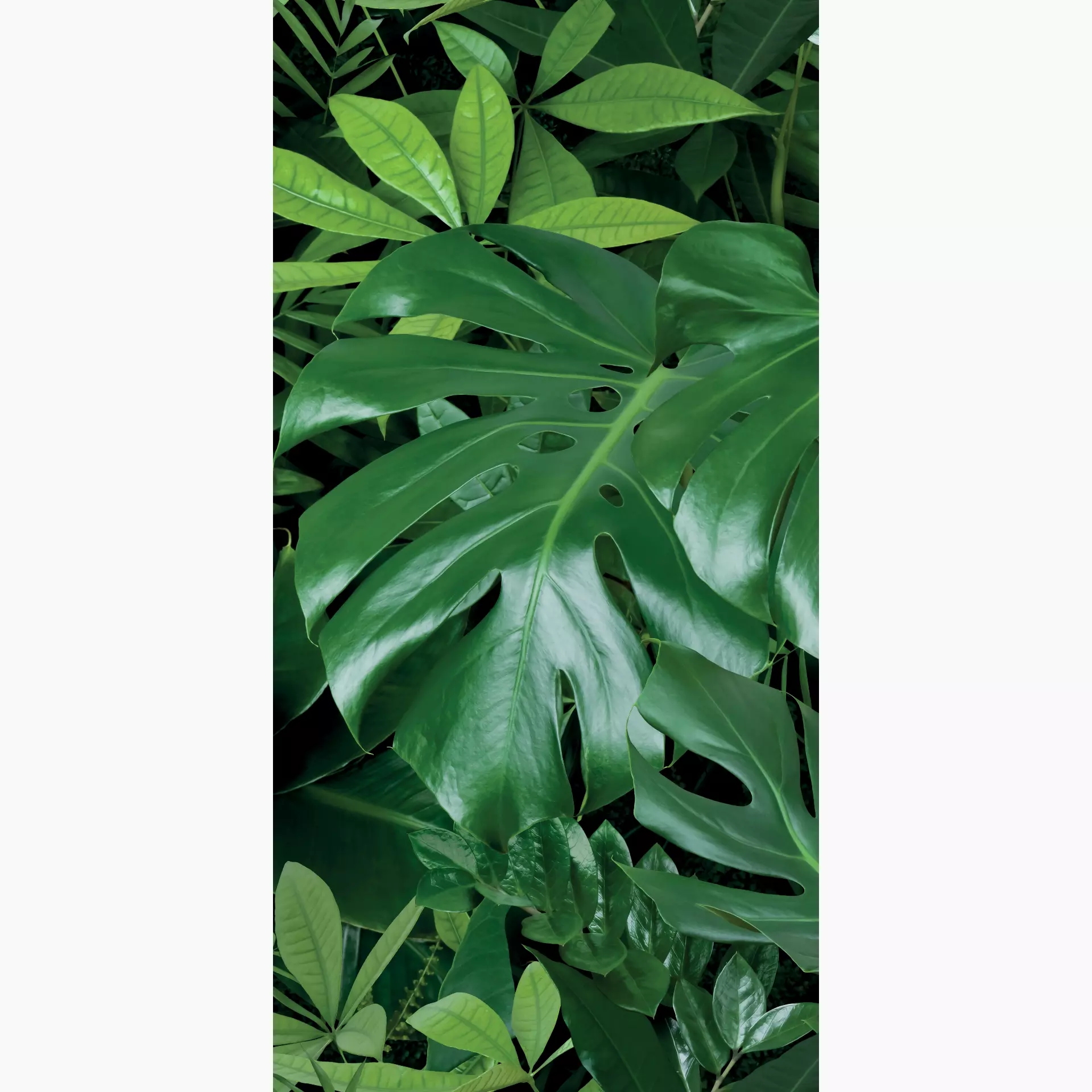 [400.046.0038] Cosmos monstera C 50/100/0,35 nat/rett.