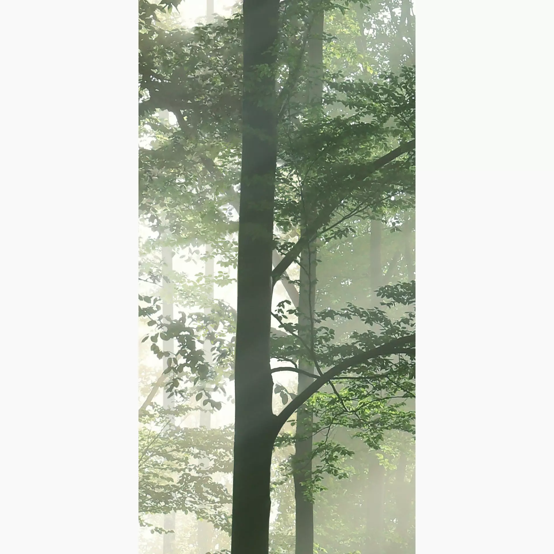 [400.046.0045] Cosmos forest A 50/100/0,35 nat/rett.