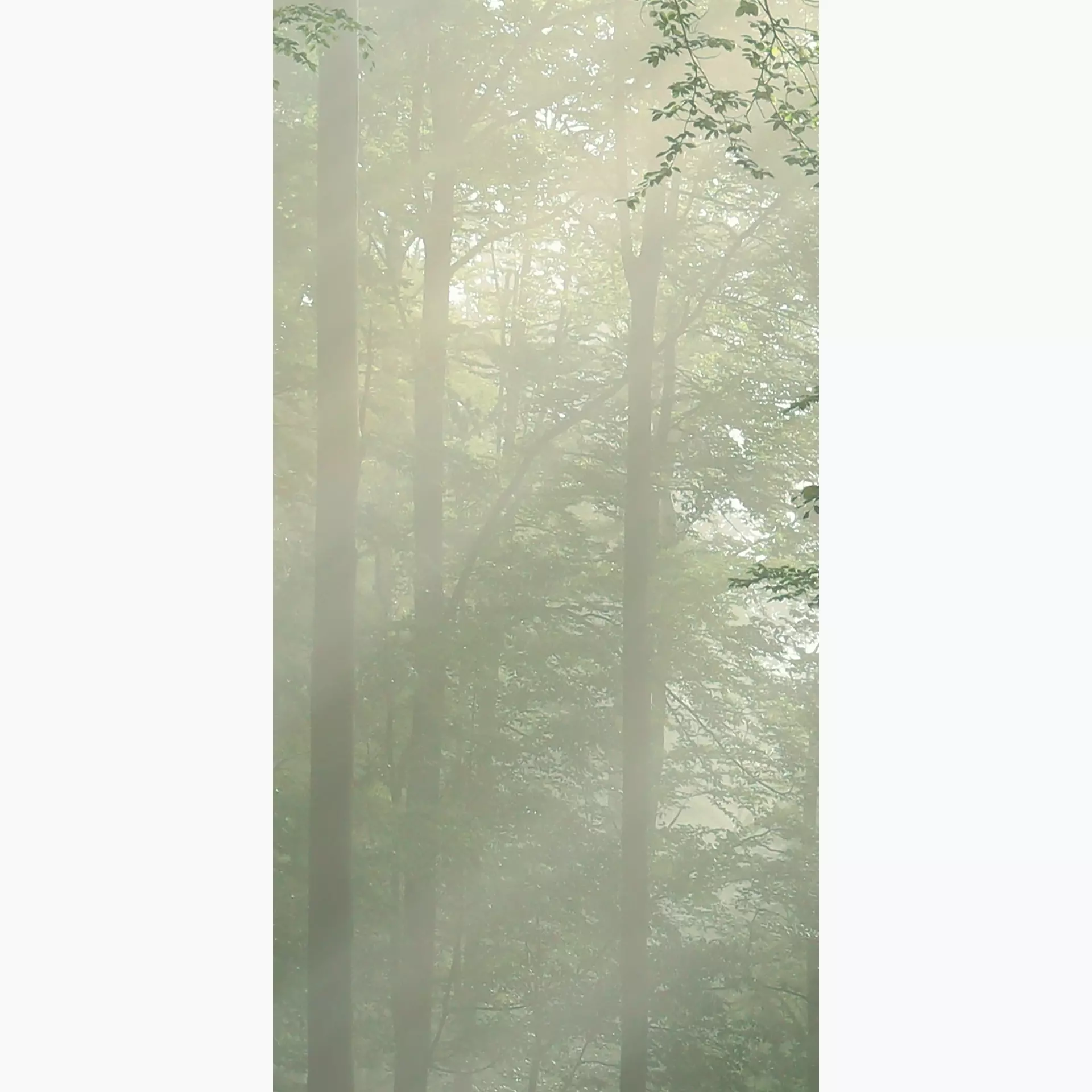 [400.046.0049] Cosmos forest E 50/100/0,35 nat/rett.