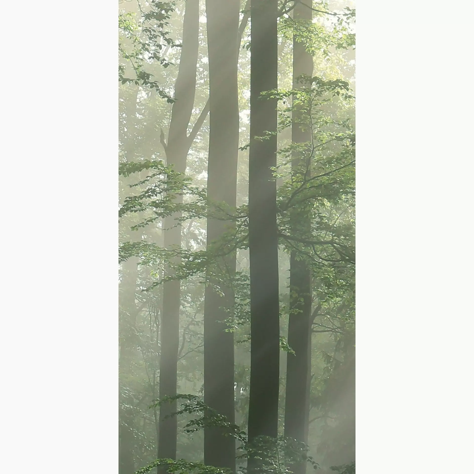 [400.046.0050] Cosmos forest F 50/100/0,35 nat/rett.