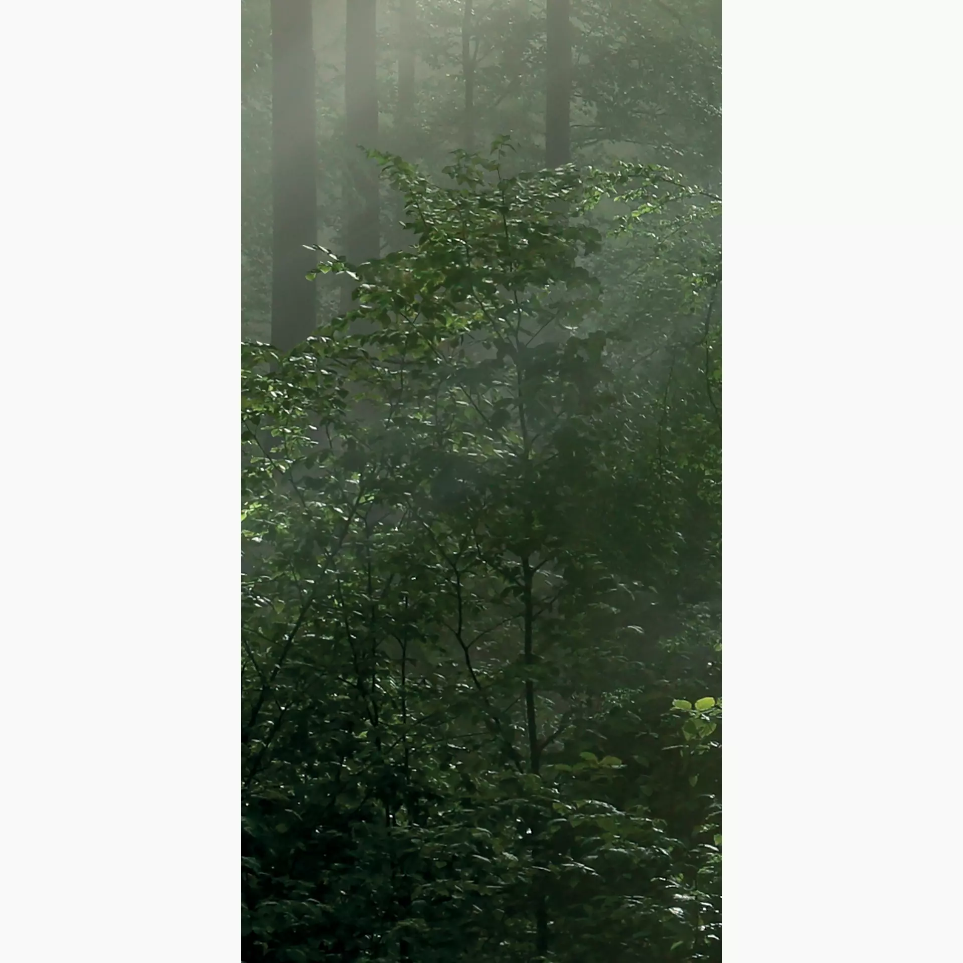 [400.046.0052] Cosmos forest H 50/100/0,35 nat/rett.